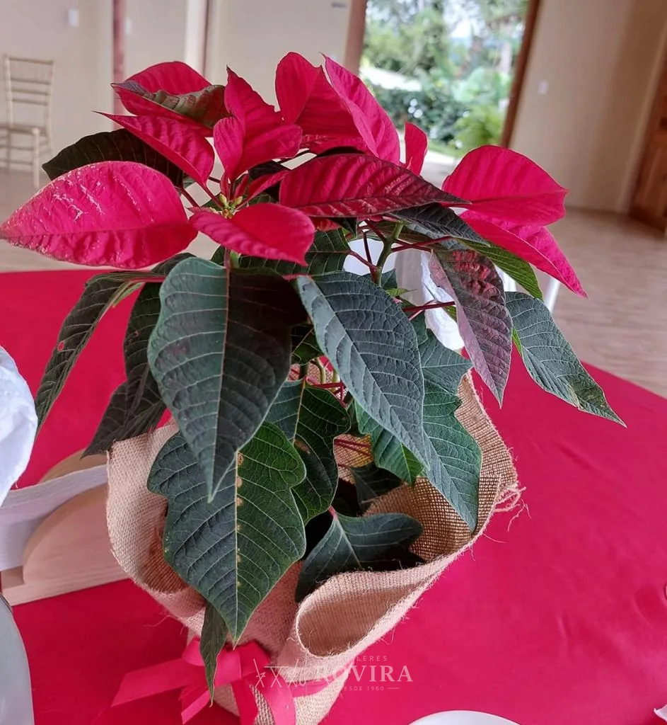 Centro de mesa navideño con flor de pascua roja, decoración temática de Alquileres Rovira